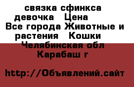 связка сфинкса. девочка › Цена ­ 500 - Все города Животные и растения » Кошки   . Челябинская обл.,Карабаш г.